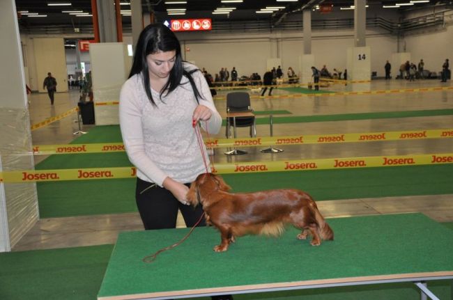 Jamnik d�ugow�osy NAILA